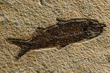 Green River Fossil Fish Mural with Large Diplomystus #382730-3
